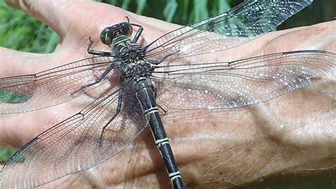 biggest dragonfly species.